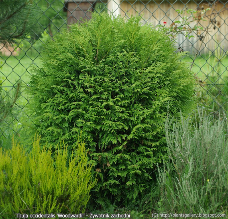 Plant Gallery - Encyklopedia Roślin: Thuja occidentalis 'Woodwardii ...